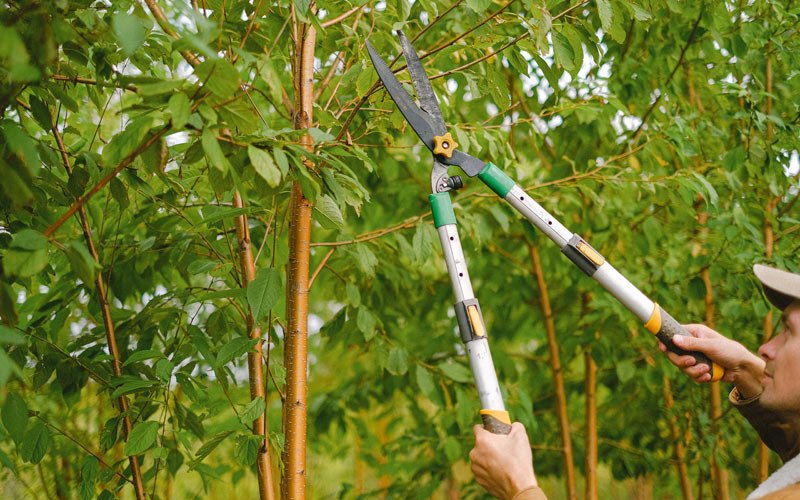 Tree trimming in Land O Lakes, FL